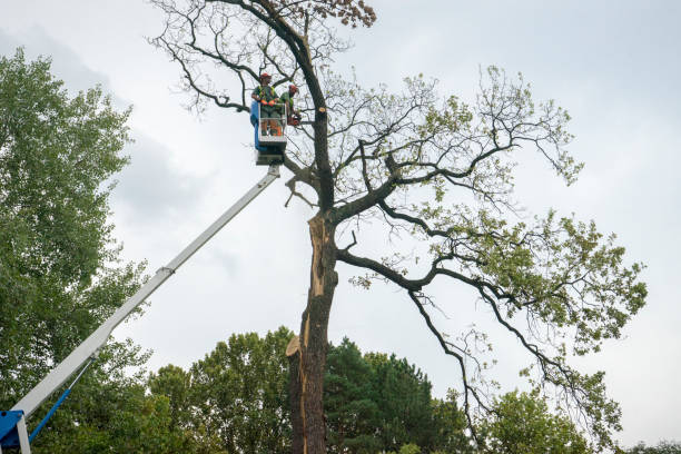 How Our Tree Care Process Works  in  Superior, NE